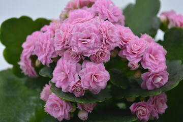 Real fresh flowers, Kalanchoe seedlings growing in a grey plastic pot. Many small pink flowers with coarse, large green leaves.