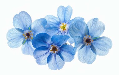 Botanical Beauty: Blue Forget-Me-Not Isolated on White Background.
