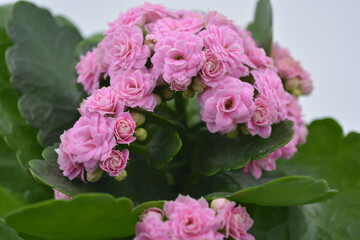 Real fresh flowers, Kalanchoe seedlings growing in a grey plastic pot. Many small pink flowers with coarse, large green leaves.