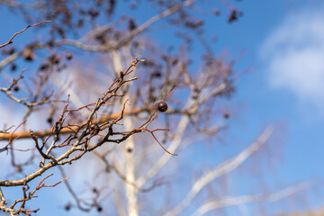 branches of a tree
