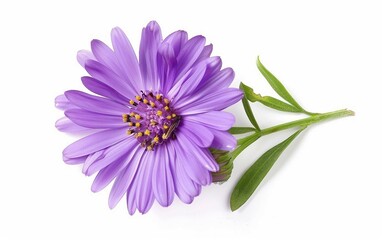 The Graceful Purple Aster Isolated on White Background.