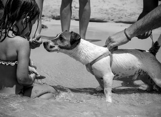 A child and a playful dog share a joyful moment in the summer sea, a snapshot of innocence and fun....