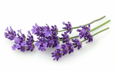 Fototapeta premium Purple Aster Beauty Isolated on White Background.