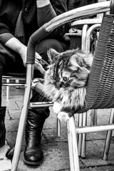A tabby cat claims a café chair, a casual observer of city life's ebb and flow. The serenity of a...