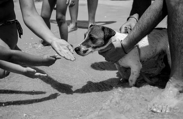 Caring hands provide comfort to a soaked dog on a bustling beach, showcasing a tender moment of...