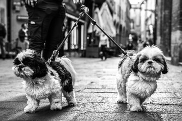 Twin Shih Tzus on a city walk, fluffy companions in step with urban life. Their expressive eyes captivate in a timeless black and white. Street photography style