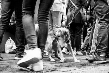 Alert mixed-breed dog walks through a forest of legs in the urban jungle, a captivating snapshot of city life in street photography style with black and white editing