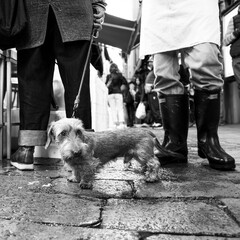 A Wire-haired dachshund on leash looks up amidst a bustling city scene. The essence of urban pet life in a single candid shot. The black and white tone captures a timeless urban atmosphere. Dog's Life
