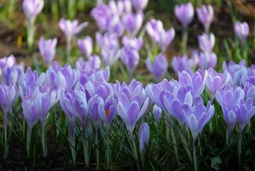 Group f purple crocuses lit by sun in garden