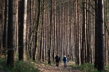 A woman and a man walking with backpacks on a path in the forest between very tall pine trees