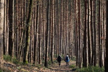 A woman and a man walking with backpacks on a path in the forest between very tall pine trees