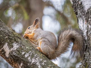 The squirrel with nut sits on tree in the autumn. Eurasian red squirrel, Sciurus vulgaris.