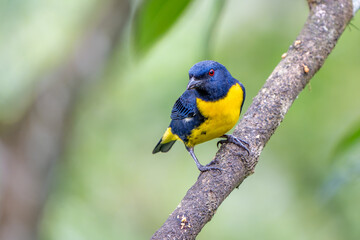 Obraz premium Blue-and-Gold Tanager (Bangsia arcaei) perched on a branch