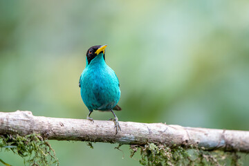 Male Green Honeycreeper (Chlorophanes spiza) Perched on a branch