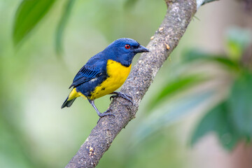 Blue-and-Gold Tanager (Bangsia arcaei) perched on a branch