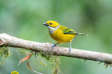 Obraz premium Silver-throated Tanager (Tangara icterocephala) perched on a branch