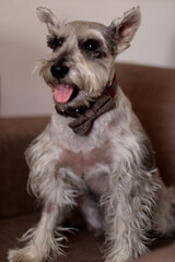 perro schnauzer con moño