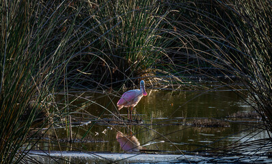 Espatula rosada en su habitat natural