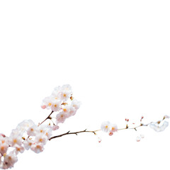 cherry blossom isolated on white