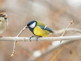 Cute bird Great tit, songbird sitting on the branch with blurred background