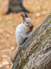The squirrel with nut sits on tree in the autumn. Eurasian red squirrel, Sciurus vulgaris.