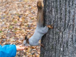 A squirrel in the autumn eats nuts from a human hand. Eurasian red squirrel, Sciurus vulgaris