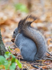 Autumn squirrel with nut sits on green grass with fallen yellow leaves