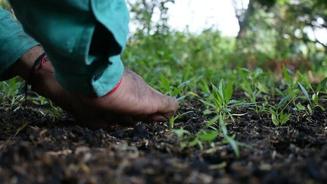 Primer plano de manos sembrando plantas