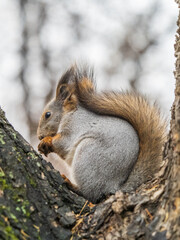 The squirrel with nut sits on tree in the autumn. Eurasian red squirrel, Sciurus vulgaris.