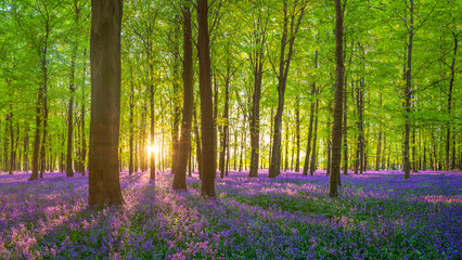 A carpet of Bluebells in the New Forest, Hampshire, England