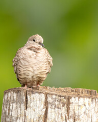 perched bird with green blurred background