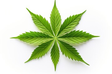 Green leaves of marijuana on a white background.
