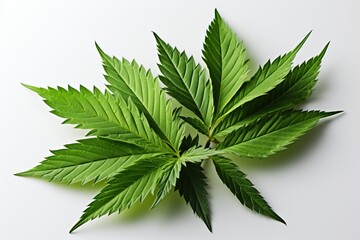 Green fresh cannabis leaves on a white background. - obrazy, fototapety, plakaty