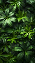 Fototapeta na wymiar Tropical leaves background, green nature concept, top view .