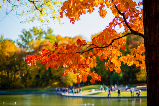 Maple trees and red leaves in fall season in Montreal