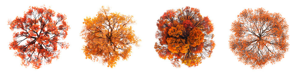 Set of top view of autumn trees isolated on a white or transparent background. Autumn tree crowns from a bird's eye view in yellow-red tones. Graphic design element with a natural theme - Powered by Adobe
