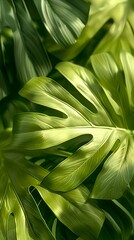 Obraz premium Tropical green leaves background, Flat lay, top view