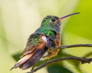 Obraz premium hummingbird perched on a branch