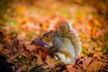 Montreal, Canada - Oct 12 2016: A squirrel with nuts in hand standing under the tree in fall season on Mont Royal in Montreal