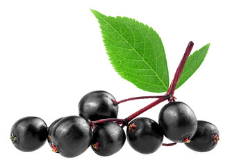 Delicious black elderberry fruit with green leaves isolated on a white background. Ripe healing berries of Sambucus. - 764277832