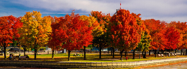 Red leaves in fall season on Mount Royal in Montreal