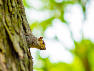 Montreal, Canada - Oct 12 2016: A squirrel with nuts in hand standing under the tree in fall season on Mont Royal in Montreal