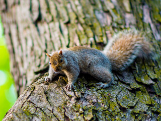 Montreal, Canada - Oct 12 2016: A squirrel with nuts in hand standing under the tree in fall season on Mont Royal in Montreal