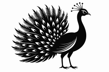 peacock bird tracing line sharp outline 8k silho
