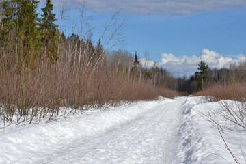 Winter road in the forest