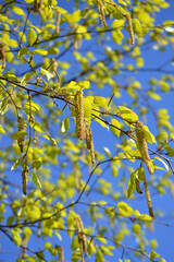 Young leaves on a tree in spring