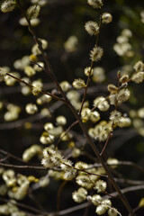 Blooming willow branches in the sun's rays