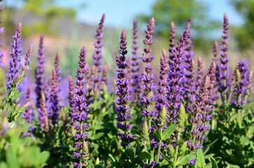 Blooming sage closeup in the garden