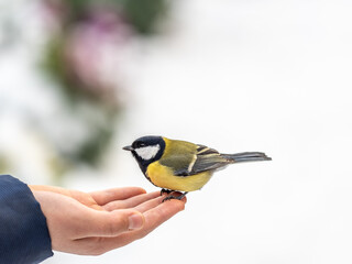 Naklejka premium A tit sits on a man's hand and eats seeds.