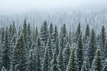 A breathtaking view of a forest covered in snow, where numerous trees stand tall and majestic amidst the wintry landscape, A dense pine forest covered in snow, AI Generated